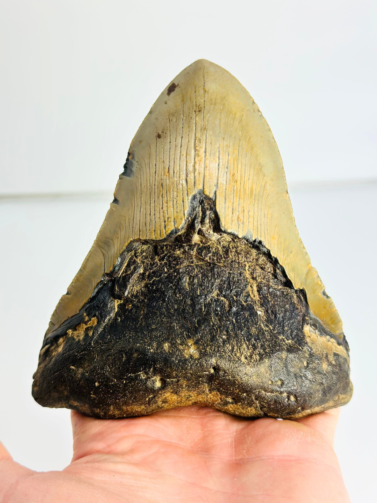 Diente de Megalodon "Sharp Shooter" (US) - 12,9 cm