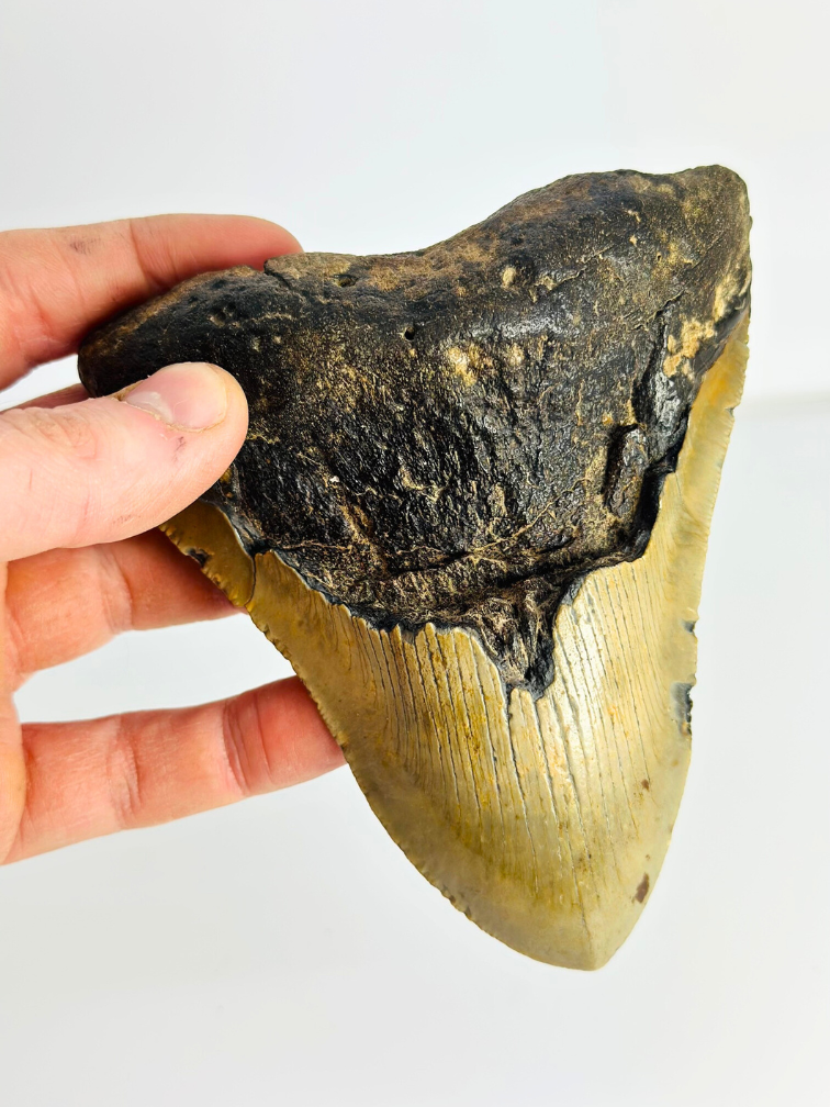 Diente de Megalodon "Sharp Shooter" (US) - 12,9 cm