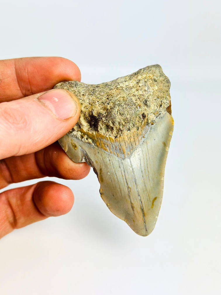 Dente di Megalodon "Abyssal Shine" (USA) - 7,5 cm