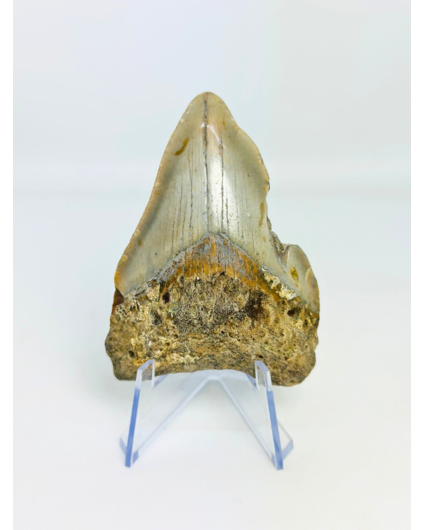 Dent de mégalodon "Abyssal Shine" (US) - 7,5 cm