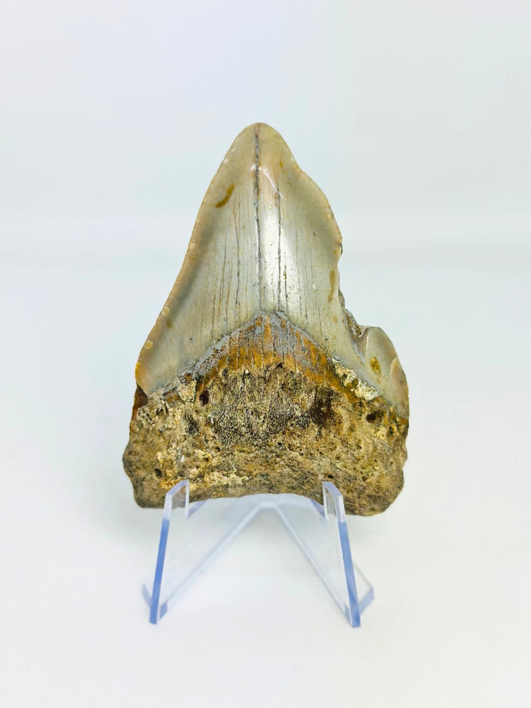 Megalodon tooth "Abyssal Shine" (US) - 7.5 cm