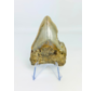 Dente di Megalodon "Abyssal Shine" (USA) - 7,5 cm