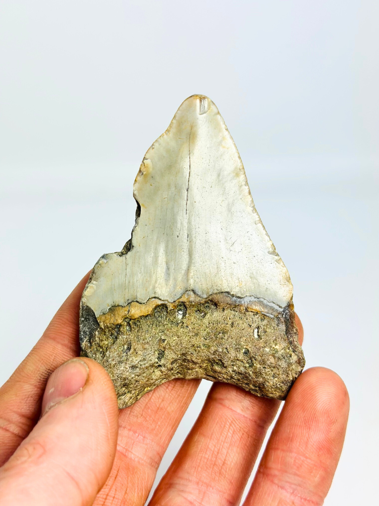 Megalodon-Zahn "Abyssal Shine" (US) - 7,5 cm