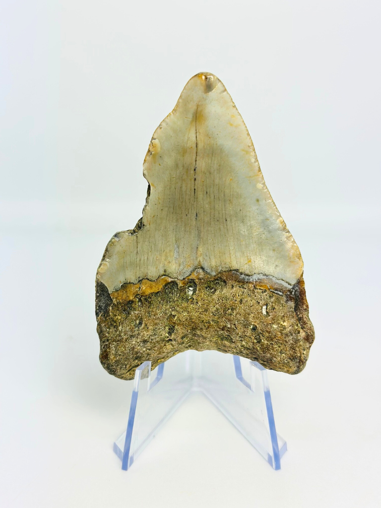 Diente de Megalodon "Abyssal Shine" (US) - 7.5 cm