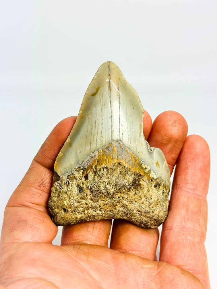 Megalodon tooth "Abyssal Shine" (US) - 7.5 cm