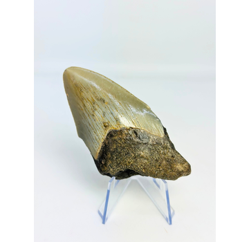 Dent de mégalodon ''Shard of Luck'' (US) - 8,9 cm