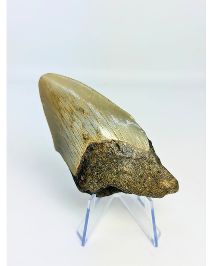 Megalodon-Zahn ''Shard of Luck'' (US) - 8,9 cm