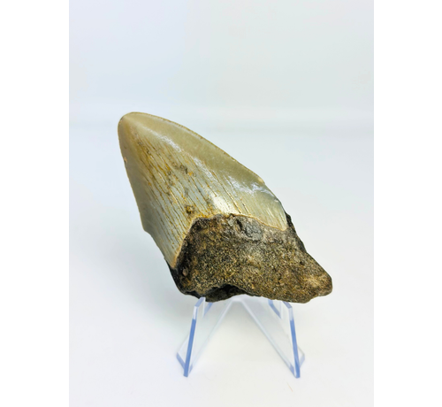 Megalodon-Zahn ''Shard of Luck'' (US) - 8,9 cm