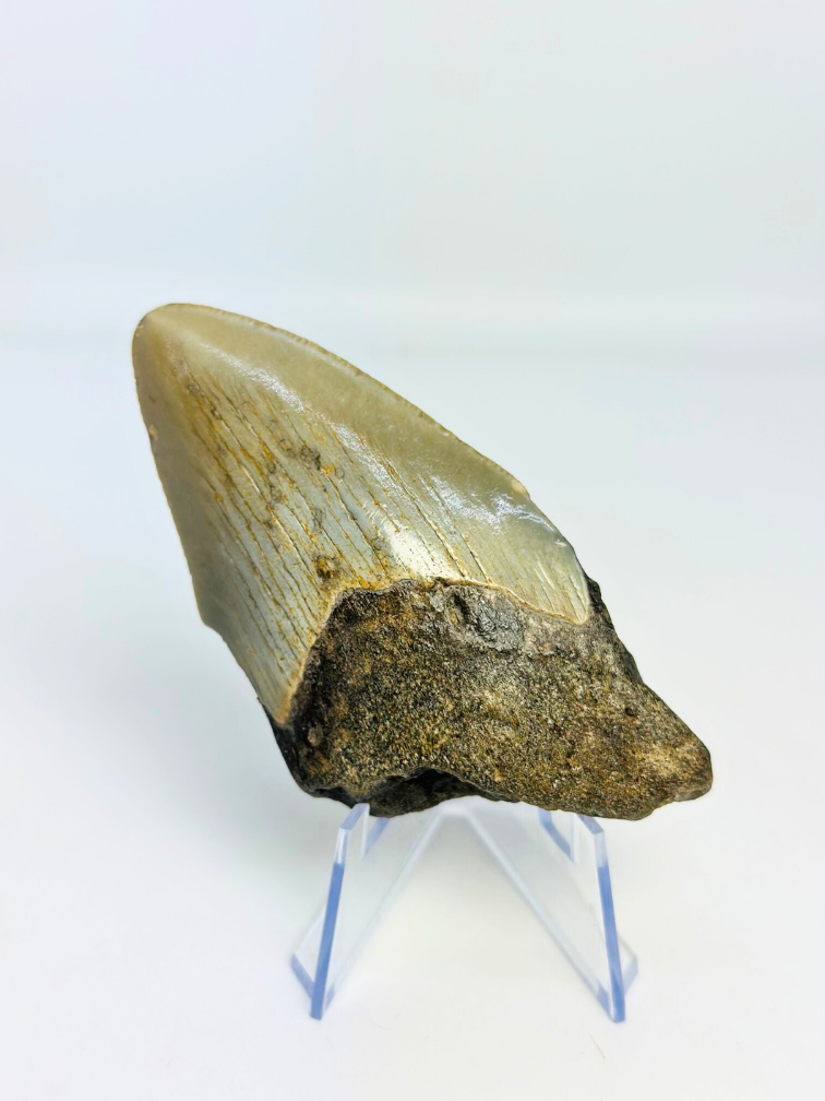 Diente de Megalodon ''Shard of Luck'' (US) - 8,9 cm