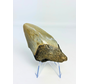 Dente di Megalodon ''Shard of Luck'' (USA) - 8,9 cm