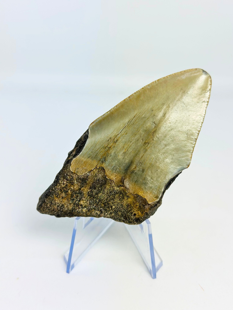 Megalodon-Zahn ''Shard of Luck'' (US) - 8,9 cm