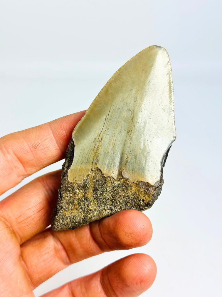 Dent de mégalodon ''Shard of Luck'' (US) - 8,9 cm