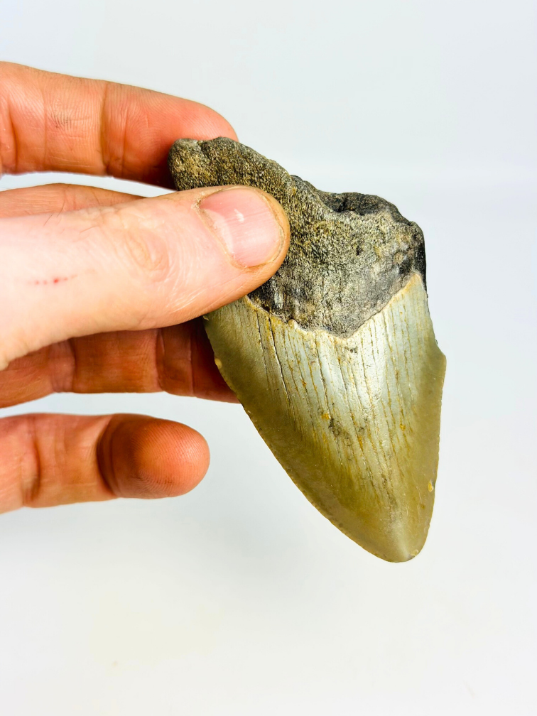 Diente de Megalodon ''Shard of Luck'' (US) - 8,9 cm