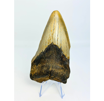 Megalodon-Zahn "Berserker Fang" (USA) - 12 cm