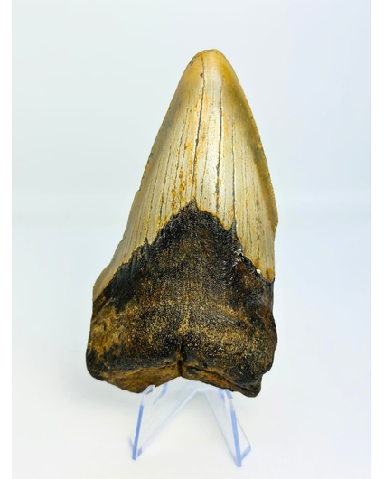 Dente di megalodonte "Berserker Fang" (USA) - 12 cm