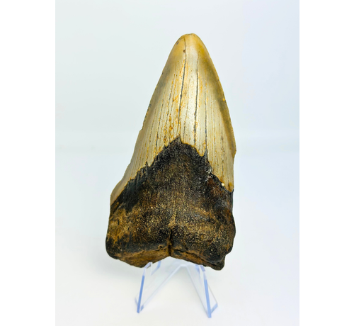 Megalodon Tand "Berserker Fang" (VS) - 12 cm