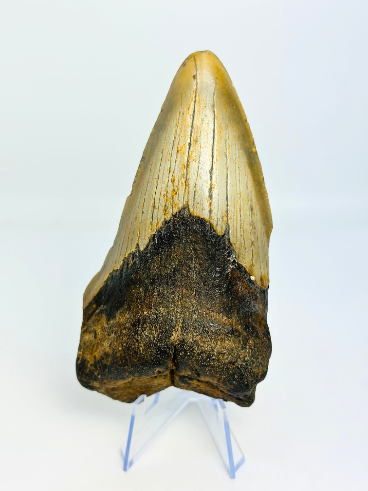 Dent de mégalodon "Berserker Fang" (USA) - 12 cm