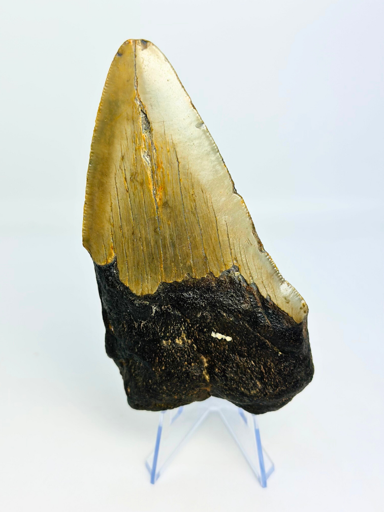 Diente de Megalodón "Berserker Fang" (USA) - 12 cm