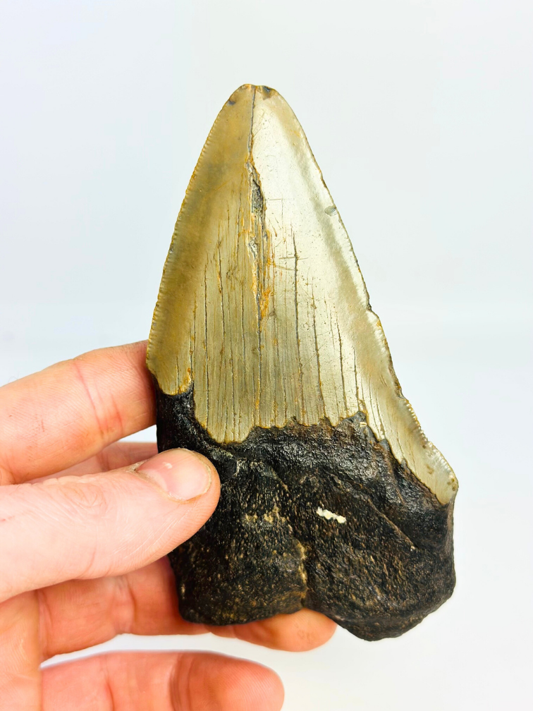 Diente de Megalodón "Berserker Fang" (USA) - 12 cm