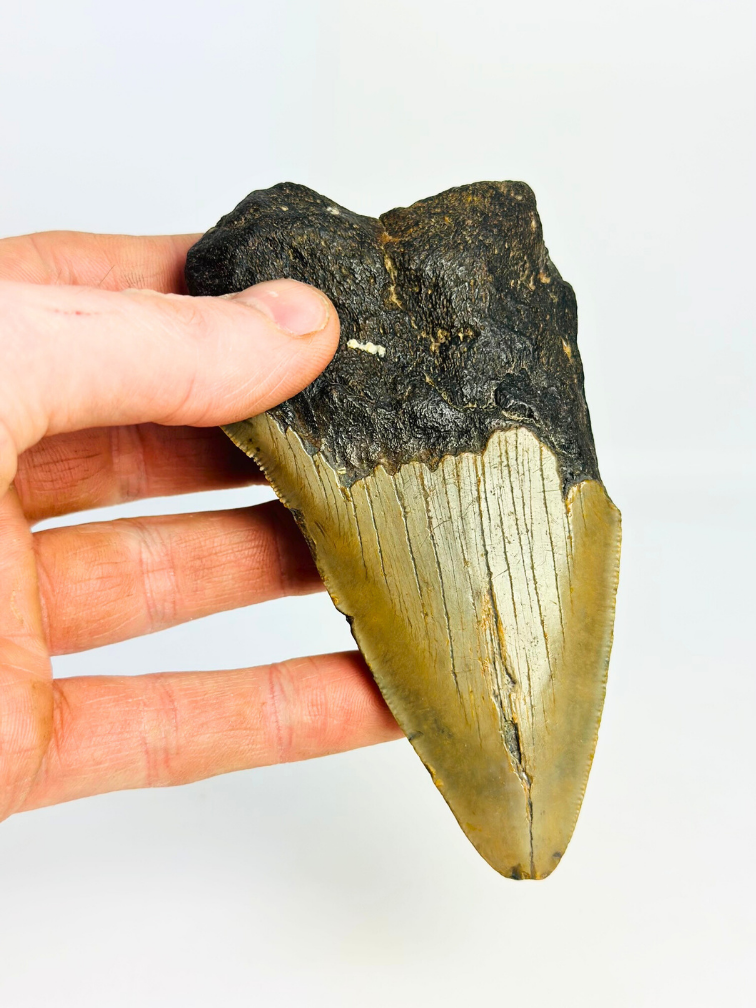 Diente de Megalodón "Berserker Fang" (USA) - 12 cm