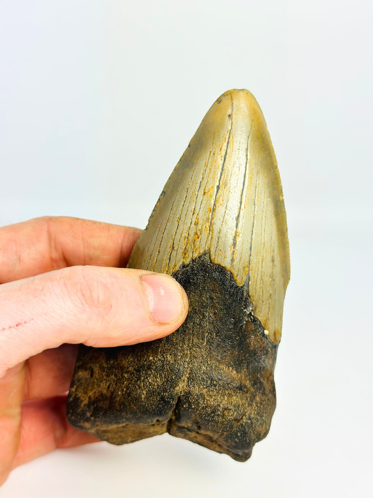Dent de mégalodon "Berserker Fang" (USA) - 12 cm