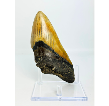 Megalodon tand 'Fang of Torment' (US) - 14,2 cm (5,59 inch)