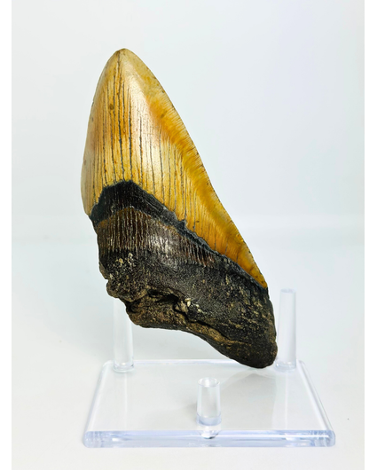 Megalodon tand 'Fang of Torment' (US) - 14,2 cm (5,59 inch)