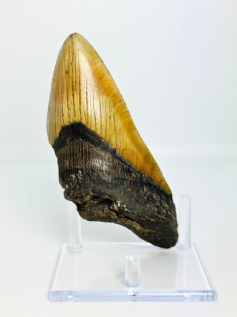 Dente di Megalodon 'Fang of Torment' (USA) - 14,2 cm (5,59 inch)