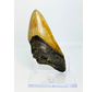 Megalodon tooth 'Fang of Torment' (US) - 14,2 cm (5,59 inch)