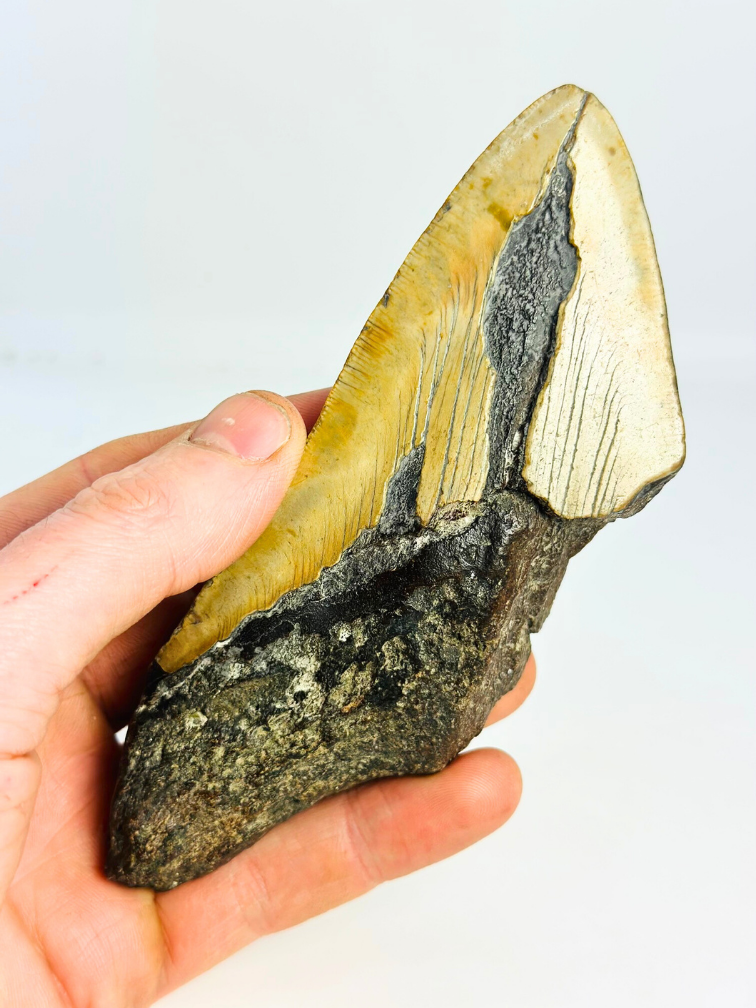 Dente di Megalodon 'Fang of Torment' (USA) - 14,2 cm (5,59 inch)