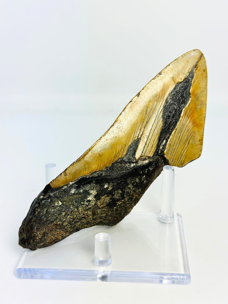 Dent de Megalodon "Fang of Torment" (US) - 14,2 cm (5,59 inch)
