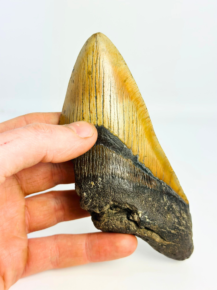 Dente di Megalodon 'Fang of Torment' (USA) - 14,2 cm (5,59 inch)