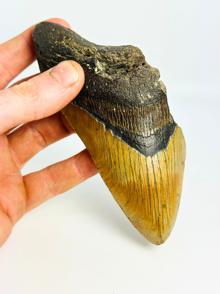 Megalodon tand 'Fang of Torment' (US) - 14,2 cm (5,59 inch)