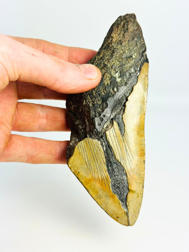 Dente di Megalodon 'Fang of Torment' (USA) - 14,2 cm (5,59 inch)
