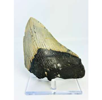Megalodon tand "Giganto" (VS) - 13,9 cm