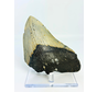 Dente di Megalodon "Giganto" (USA) - 13,9 cm