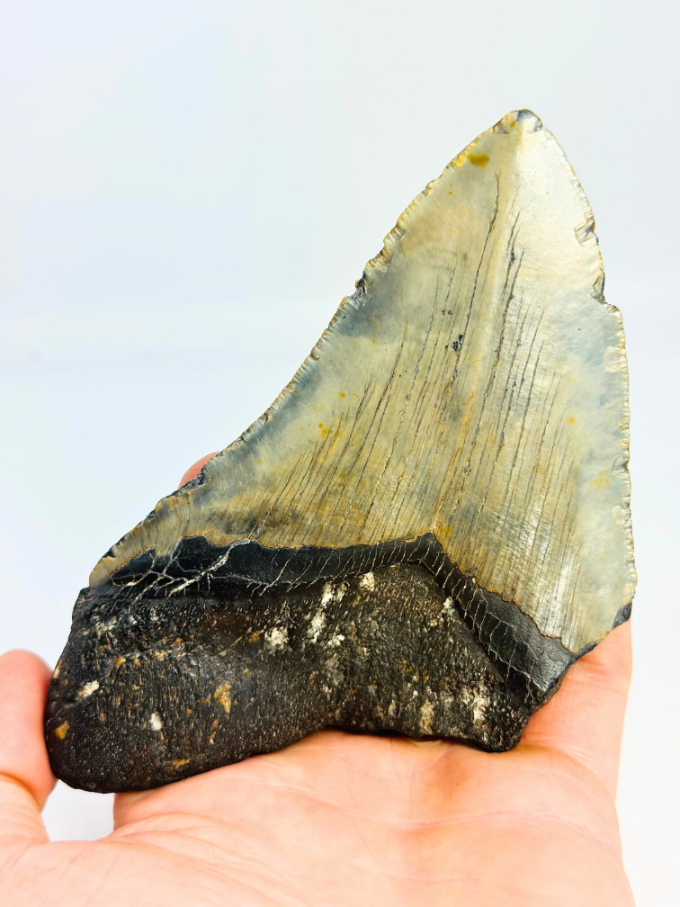 Dent de Megalodon "Giganto" (USA) - 13,9 cm