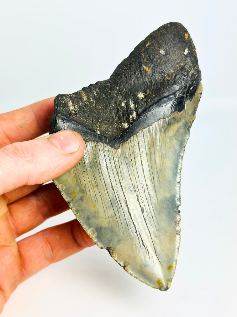 Diente de Megalodon "Giganto" (USA) - 13,9 cm
