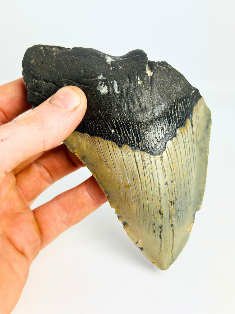 Dent de Megalodon "Giganto" (USA) - 13,9 cm