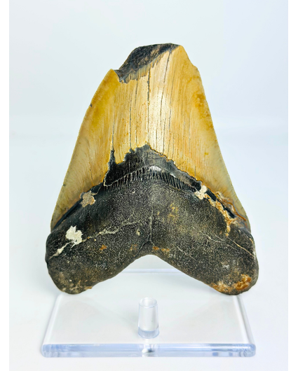 Megalodon tand 'Shield Shattered' (VS) - 12,4 cm