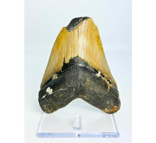 Dent de Megalodon "Shield Shattered" (US) - 12,4 cm