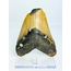 Megalodon tand 'Shield Shattered'  (VS) - 12,4 cm
