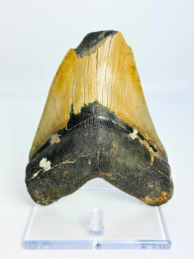 Dente di Megalodon 'Shield Shattered' (USA) - 12,4 cm