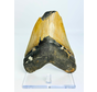 Megalodon tooth 'Shield Shattered' (US) - 12,4 cm