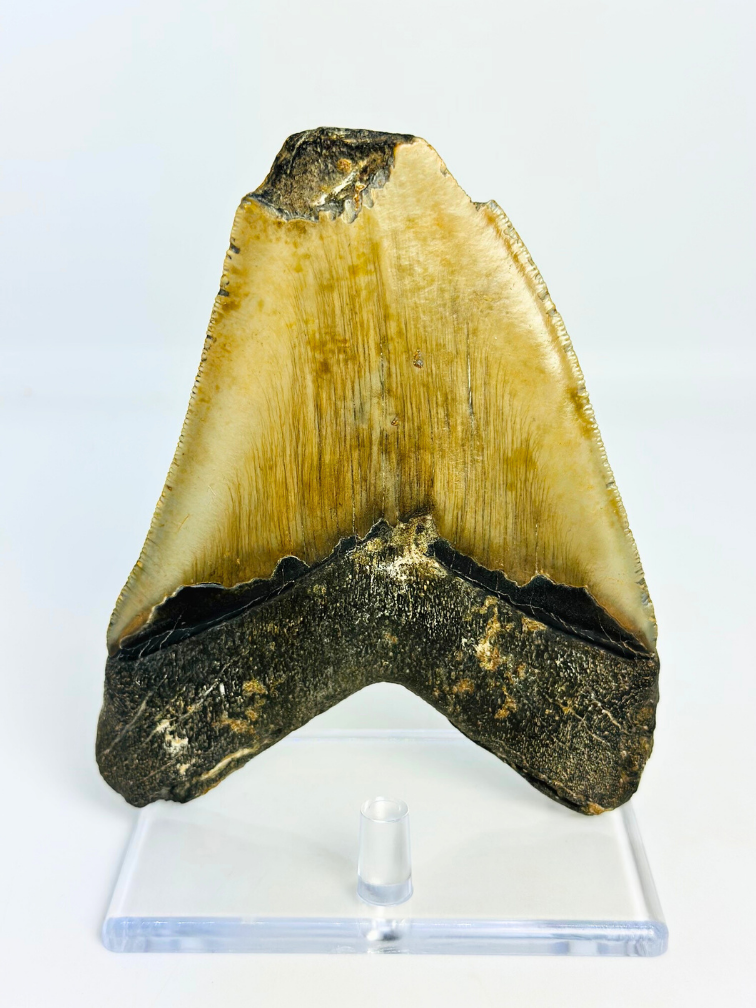 Dente di Megalodon 'Shield Shattered' (USA) - 12,4 cm