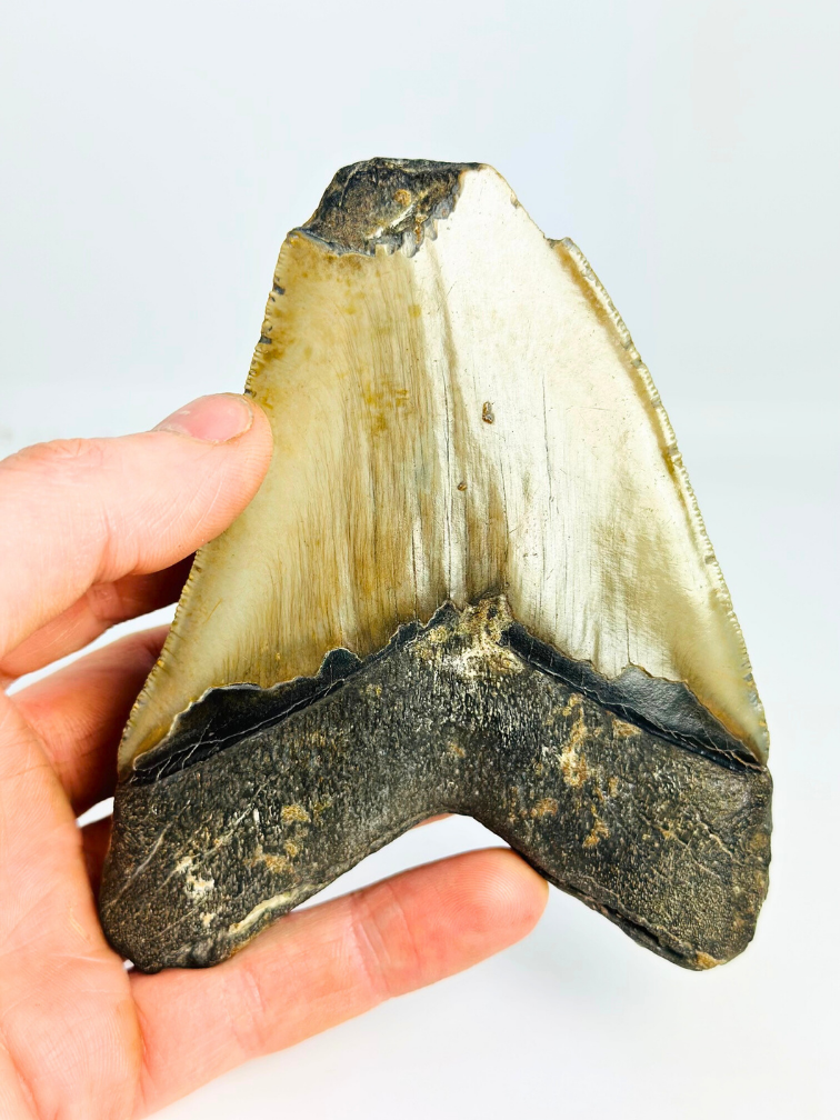 Megalodon tand 'Shield Shattered' (VS) - 12,4 cm