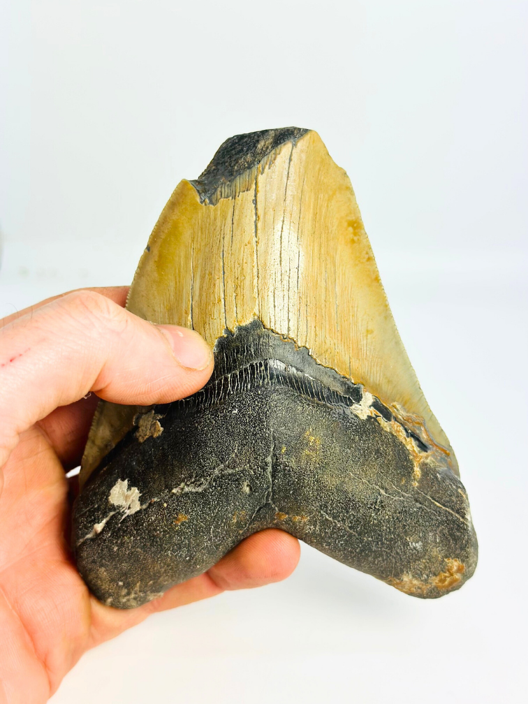 Dente di Megalodon 'Shield Shattered' (USA) - 12,4 cm