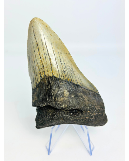 Megalodon-Zahn "Mythical Fang" (USA) - 10,9 cm