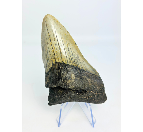Megalodon Tooth "Mythical Fang" (USA) - 10,9 cm
