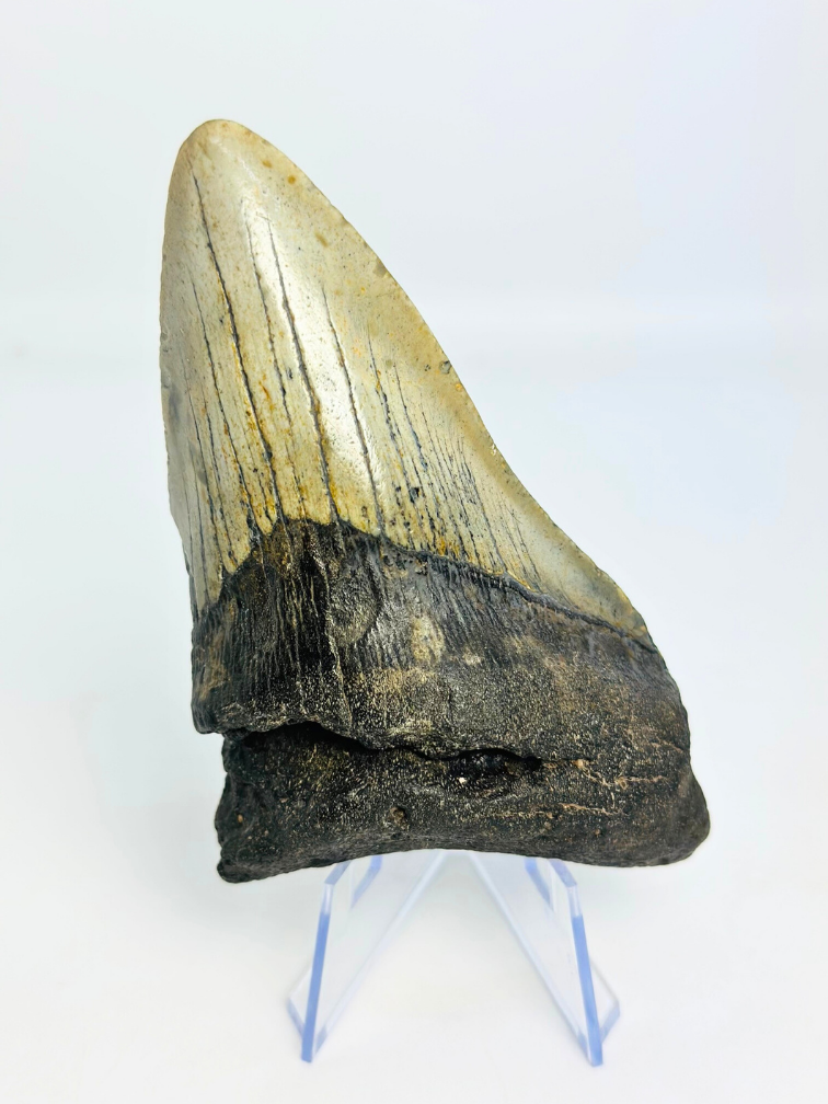 Dent de mégalodon "Mythical Fang" (USA) - 10,9 cm